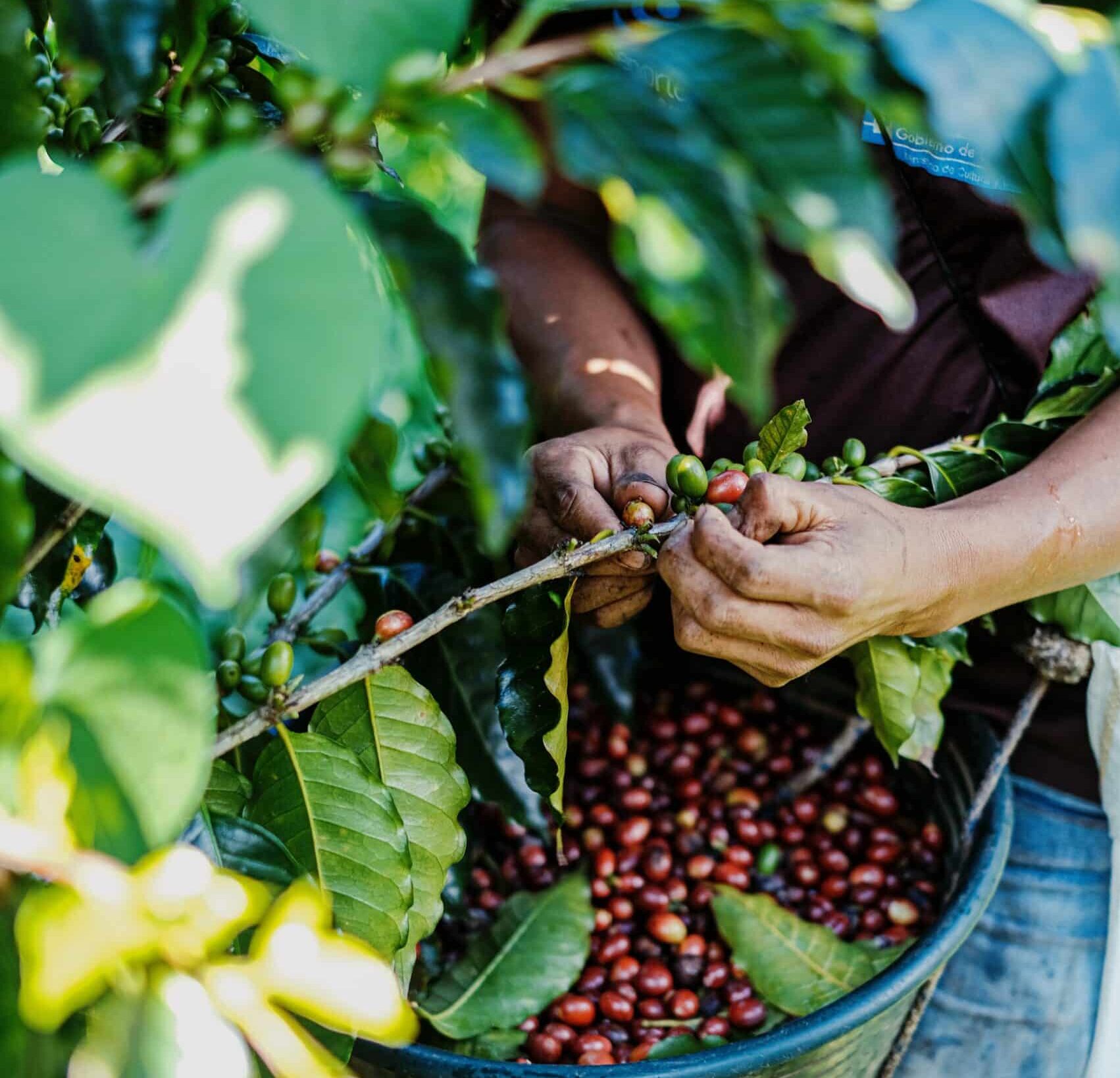 Syngenta-Kaffee von Farmen mit sklavereiähnlichen Arbeitsbedingungen