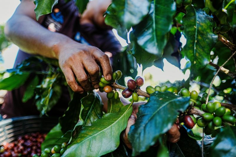 Ein Plantagen-Arbeiter pflückt Kaffeebohnen von einer Pflanze